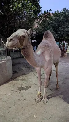 a camel standing on the ground in the dirt at Karima house B in Al Aqālitah