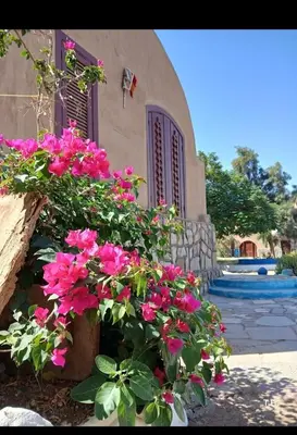 a bunch of pink flowers in front of a building at فندق اجيليكا in Aswân Reservoir Colony