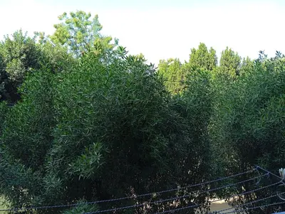 a large green bush next to a fence at Rafe Guest House in Luxor