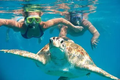 two people swimming in the water with a turtle at Jo travels in Hurghada
