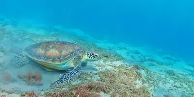 a green turtle swimming in the ocean at Jo travels in Hurghada