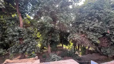 a forest filled with lots of trees sitting next to each other at Sheba Kato in Jazīrat Aswān