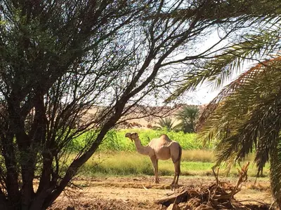 a camel standing in the middle of a field at Qasr El Bagawat Hotel in ‘Ezbet Halfa
