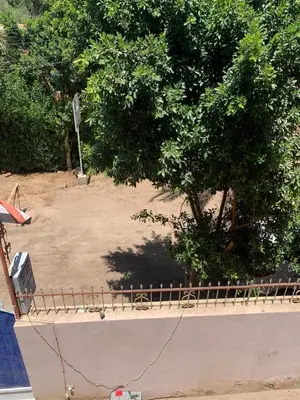 a tree in the middle of a skate park at Villa Elhag Nile View in Luxor