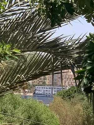 a large palm tree with a boat in the water at Villa Elhag Nile View in Luxor