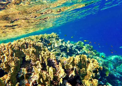 a coral reef in the ocean next to the water at Sharm El Naga Resort and Diving Center in Hurghada