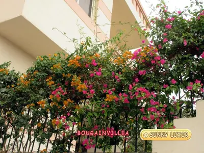 a bunch of flowers hanging from a building at Sunny Luxor in Luxor