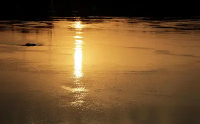 a duck swimming on the water at sunset at Kendaka Nubian House in Aswan