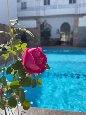 a pink rose sitting next to a swimming pool at Spirit Luxor Luxury in Luxor