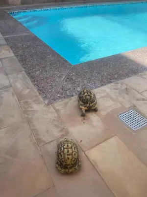 two turtles walking next to a swimming pool at Spirit Luxor Luxury in Luxor
