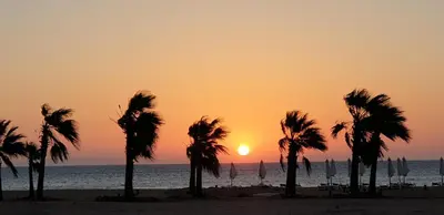 a group of palm trees on the beach at sunset at luxury apartment at Mangroovy El Gouna in Hurghada
