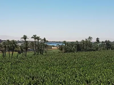 a field of grass with palm trees in the background at Elsanosy Family Guest House - Luxor in Luxor