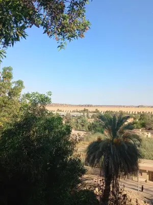 a palm tree on the side of a road at Private House with Garden and terrace in Aswan in Aswan