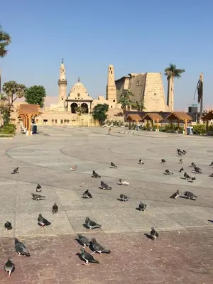 a group of birds standing in a parking lot at Bob Marley Guest House in Luxor