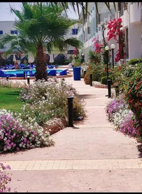 a walkway in front of a resort with flowers at Cecilia Resort Chalets- Hurghada in Hurghada