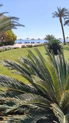 a group of palm trees on the beach at Cecilia Resort Chalets- Hurghada in Hurghada