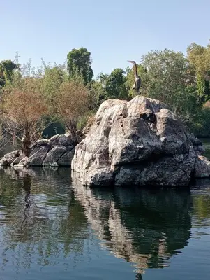 a bird standing on a rock in the water at Houseboat Hotel and Nile Cruises Zainoba in Aswan