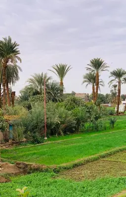 a park with palm trees and green grass at The Residence in Luxor
