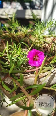a pink flower sitting on top of some plants at HabuHeritageHomeStayInLuxor in Al Aqālitah