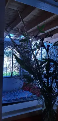 a vase with a plant in front of a window at HabuHeritageHomeStayInLuxor in Al Aqālitah