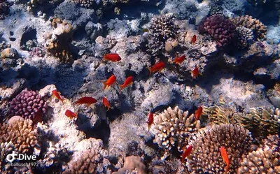 a group of fish in a coral reef at Snorkeling Paradise 5 Star Resort Stella Makadi in Hurghada