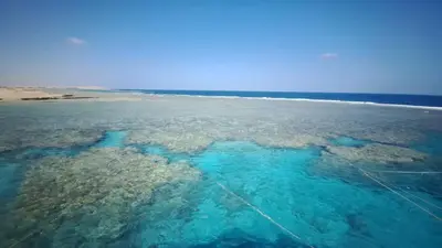 an aerial view of the ocean with reefs at Sunny sea in Quseir