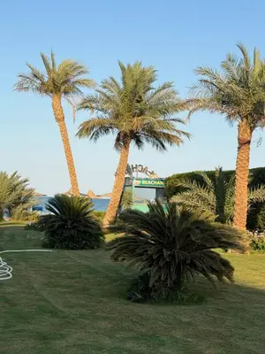 a group of palm trees in a park at Schöne Ferienwohnung in Cecelia Resort, am Pool und wunderschönen Strand für Familien und Paare in Hurghada