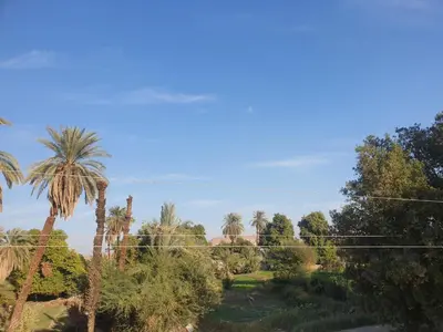 a group of palm trees in a park at النبلاء جيست هاوس نوبيان اسوان in Aswan