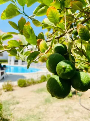 a bunch of green fruit hanging from a tree at Hurghada- Magawish Studio 3 in Hurghada