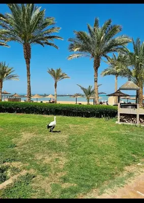 a bird standing in a field with palm trees at Palma Resort in Hurghada